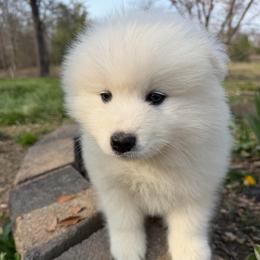 Boy 1 Black collar - White male Samoyed puppy in Glasgow, Kentucky from Bluegrass Samoyeds