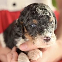 Sugar - Parti female Poodle puppy in Grimsley, Tennessee from Above Standard Poodles