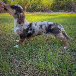Moli - Dachshund