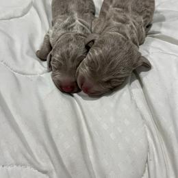 Girl 2 purple - Gray female Weimaraner puppy in Payson, Arizona from Desert skyes weims