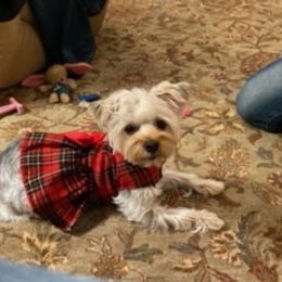 Assorted Doodle Crosses, Double Doodle, Maltipoo, Morkie, and Yorkipoo Puppies from Danza Bolo