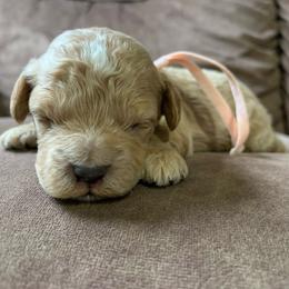 Rosie - Golden female Cockapoo puppy in Bedford, Iowa from Our Father’s Doodles