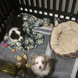 Toy Australian Shepherd Puppies from MN Pomme De Terre Aussies