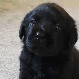 Labrador Retrievers from Sidekick Labradors