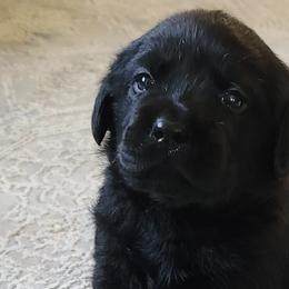 Labrador Retrievers from Sidekick Labradors