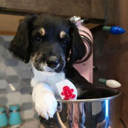 Elvis - Black male Double Doodle puppy in Prescott Valley, Arizona from Ramirez Family Doodles