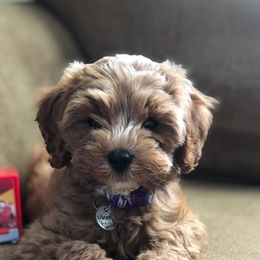 Cavalier King Charles Spaniels and Cavapoos from Rocky Top Cavapoos