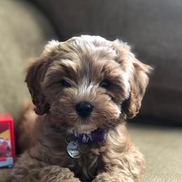 Cavalier King Charles Spaniels and Cavapoos from Rocky Top Cavapoos