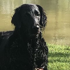Border Collies from Dahlia Lane Border Collies and Exotic Flat Coated Retrievers