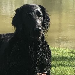 Border Collies from Dahlia Lane Border Collies and Exotic Flat Coated Retrievers