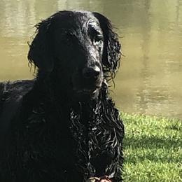 Border Collies from Dahlia Lane Border Collies and Exotic Flat Coated Retrievers