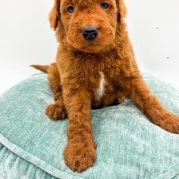 Tornado - Apricot male Goldendoodle puppy in Sunman, Indiana from Brunsman Country Doodles LLC