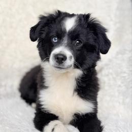 BBM - Black & white male Miniature Australian Shepherd puppy in Evansville, Indiana from Indiana Toy & Mini Aussies