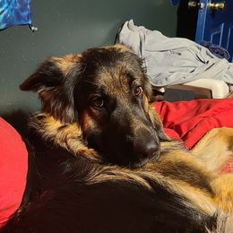 Franny Foofoo - German Shepherd