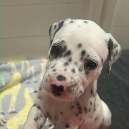 Kit Kat - White and black male Dalmatian puppy in Austin, Texas from Dazzling Dalz