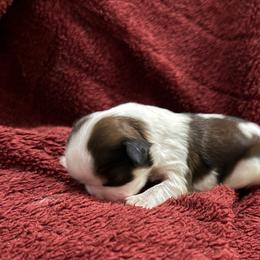 AKC-Rocky - Tricolor male Shih Tzu puppy in Paintsville, Kentucky from Molly B's ShihTzus