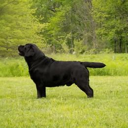 Luke - Labrador Retriever