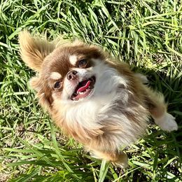 Capone - Chihuahua