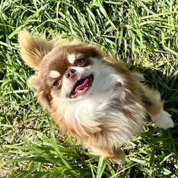 Capone - Chihuahua