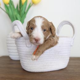 Red Collar Boy - Apricot male Goldendoodle puppy in Hobbs, New Mexico from Goldie Locks Golden Retrievers & Doodles