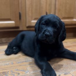 Bean - Black Labrador Retriever puppy in Camden, Tennessee from Pure Heaven Labs
