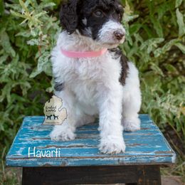 Poodle Puppies from Kindred Kennels