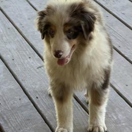 Miny - Red merle male Miniature American Shepherd puppy in Garysburg, North Carolina from Schaefer's Miniature American Shepherds