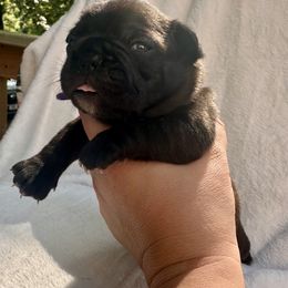 French Bulldog Puppies from Hope Mountain French Bulldogs