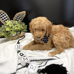 Goldendoodle Puppies from The Doodle grove