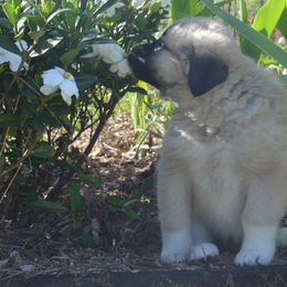 Girl 3 - Fawn Anatolian Shepherd Dog puppy in Black, Alabama from Pine Meadows Farm