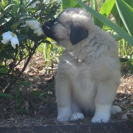 Girl 3 - Fawn Anatolian Shepherd Dog puppy in Black, Alabama from Pine Meadows Farm