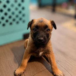 Carl - Fawn sable male Belgian Malinois puppy in Las Vegas, Nevada from Leviathan’s Misfits