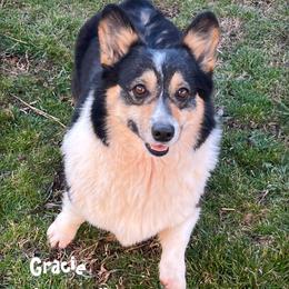Gracie - Pembroke Welsh Corgi