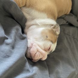 SweetPea - Fawn and white female Bulldog puppy in Geraldine, Alabama from Rathbone Bulldogs