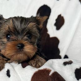 Atlas - Blue and gold male Yorkshire Terrier puppy in Kendallville, Indiana from Yorkies Kisses/Rusalka Siren Song