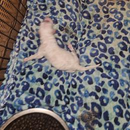 Buttercup (cream) - Parti female Poodle puppy in Snowflake, Arizona from TaylorMade Standard Poodles