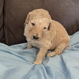 Simba - Cream male Goldendoodle puppy in Hollow Rock, Tennessee from Cedarhills