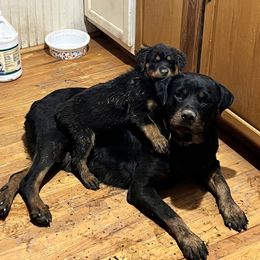 Girl 1 - Black and rust Rottweiler puppy in Fowler, Ohio from Pushing Performance Rottweilers