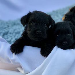 Miniature Schnauzer Puppies from Laurel Crown Schnauzers