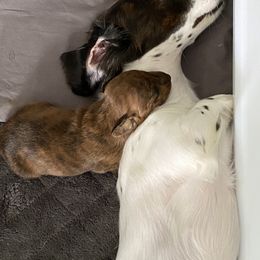 Dachshund Puppies from Bella’s Puppies