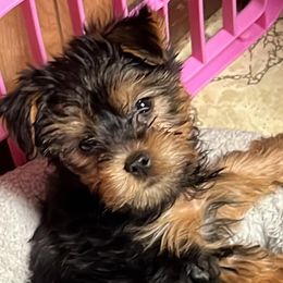 Yorkshire Terriers from Connie's Yorkshire Terriers