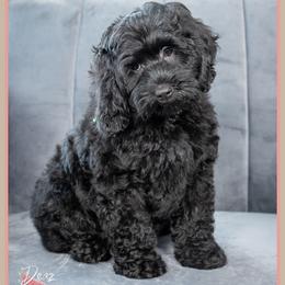 Tuscon - Black male Cockapoo puppy in Connersville, Indiana from Deaz Doodle Ranch