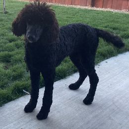 Poodle Puppies from Rhapsody Standard Poodles