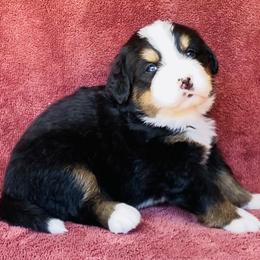 Tan Collar Female - Black rust and white female Bernese Mountain Dog puppy in Bristol, Tennessee from Holston Hollow Farm