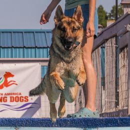 German Shepherds from SeaJay Shepherds