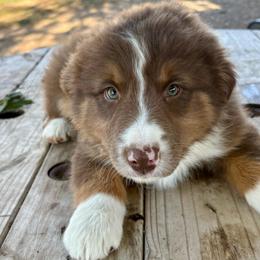 Diamond - Red tri-color male Australian Shepherd puppy in Preston, Idaho from KC Bar Ranch Aussies
