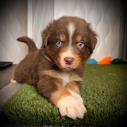 Paprika-Full tail and blue eyes likely - Red tri-color male Australian Shepherd puppy in Penrose, Colorado from Best Friend Aussies