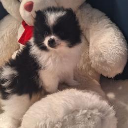 Molly - Black parti female Pomeranian puppy in Tampa, St Petersburg, Florida from Diana's Pomeranians
