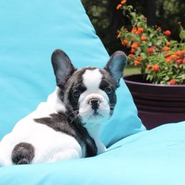 French Bulldog Puppies from Hilltop French Bulldogs