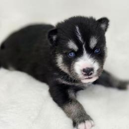 Beth - Black and white female Pomsky puppy in Christiana, Tennessee from Smoky Mountain Pomskies